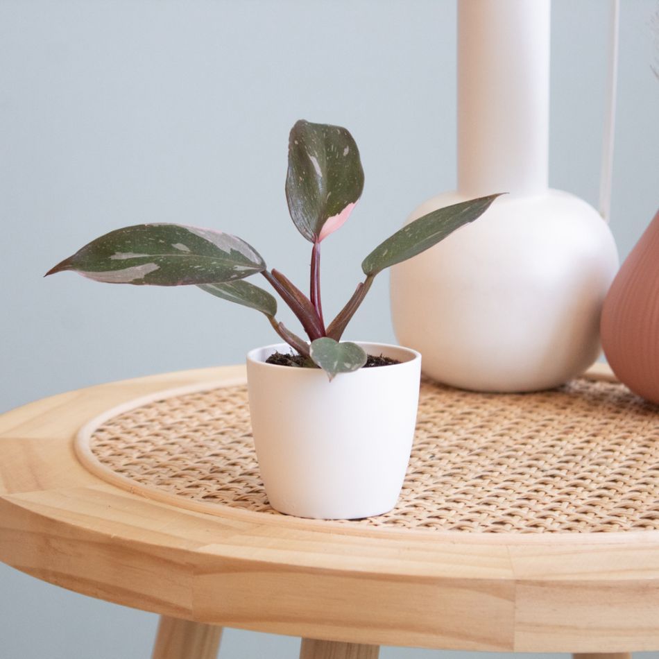 Gomboom - Eucalyptus Gunnii - P15