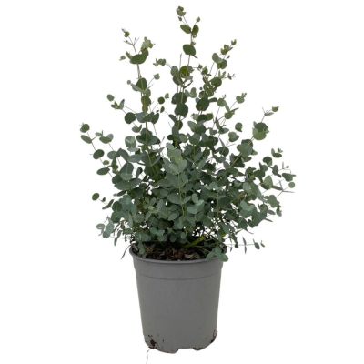 Phoenix Canariensis - Dadelpalm - P26